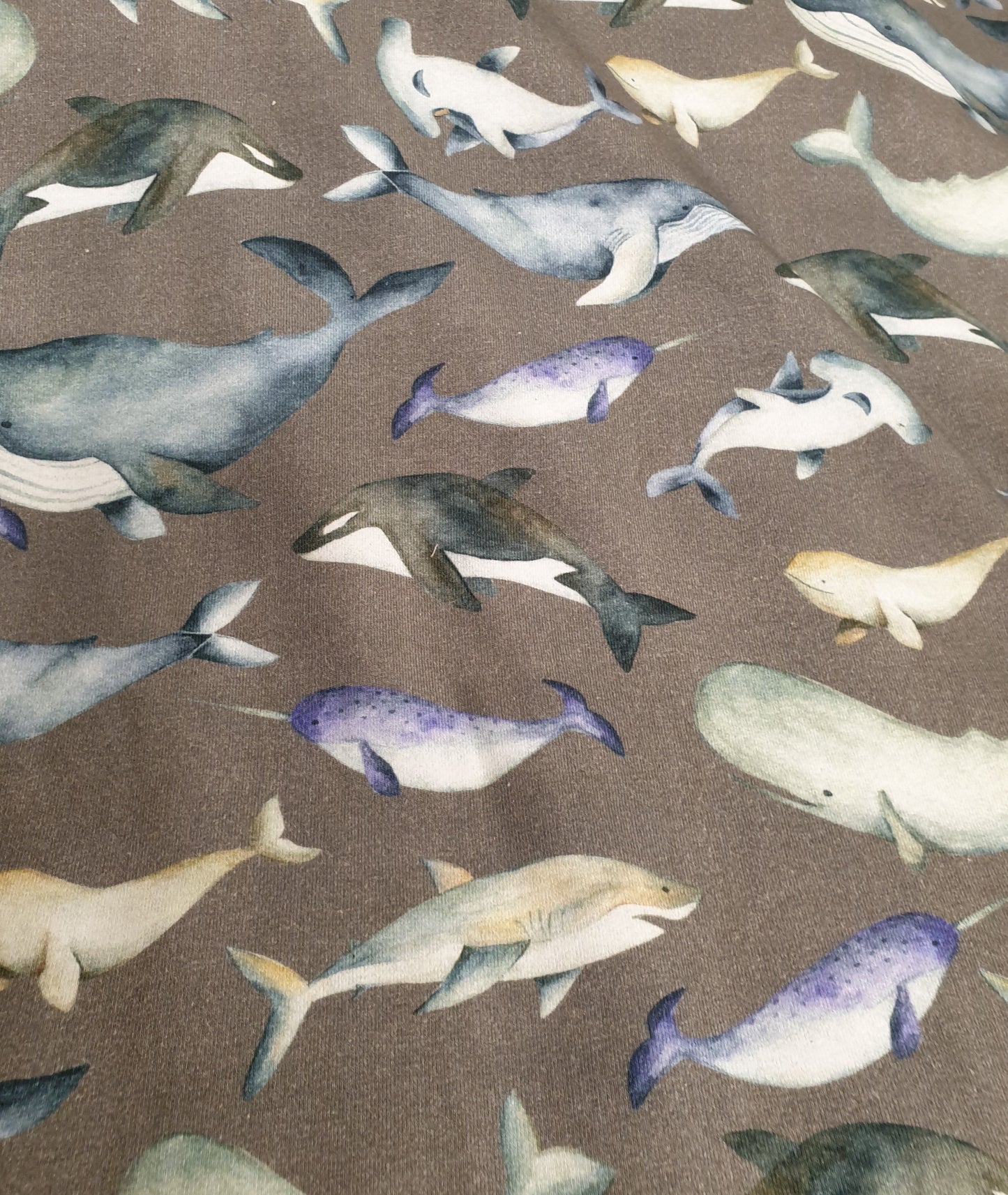 Jersey Sea Creatures