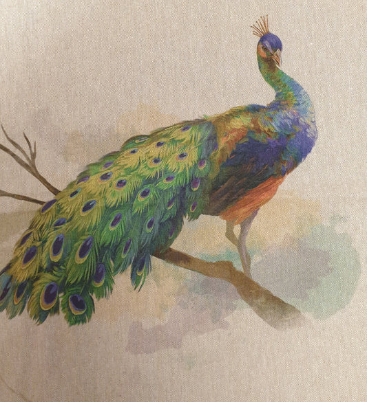 Peacock